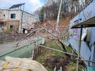 땅땅님의 자두 · 자유게시판 작성글 사진