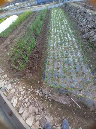 전진욱님의 🌿농부님의 제초법은? · 참여글 작성글 사진