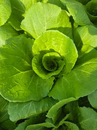 병풍취산채농원님의 자유주제 · 자유게시판 작성글 사진