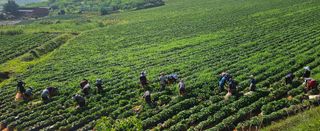 햇살처럼영농조합님의 🌿농부님의 제초법은? · 참여글 작성글 사진
