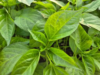 김영진(전남영광)님의 자유주제 · 자유게시판 작성글 사진