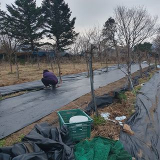 시민농장님의 🌿농부님의 제초법은? · 참여글 작성글 사진