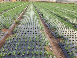 갑돌이님의 자유주제 · 자유게시판 작성글 사진