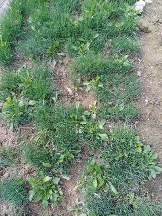 삼성농산님의 자유주제 · 자유게시판 작성글 사진