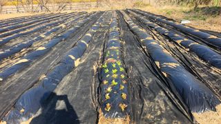 김선희님의 🌿농부님의 제초법은? · 참여글 작성글 사진