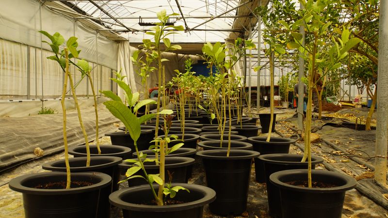 정미리님의 장터 판매 상품 [불수감 3년생 묘목 (발송가능)] 첨부 사진