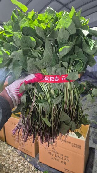 김동수님의 자유주제 · 자유게시판 작성글 사진