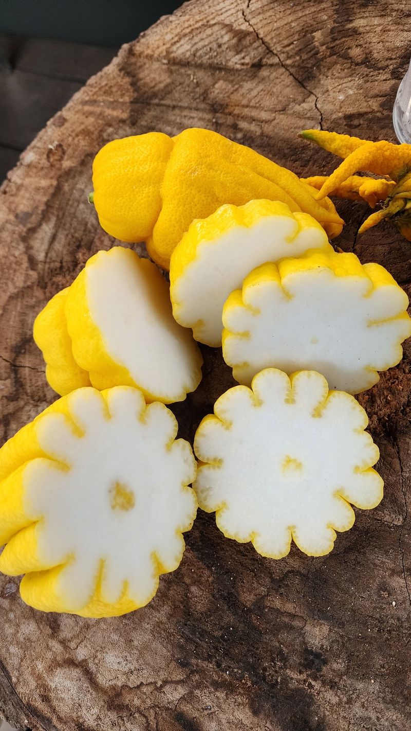 정미리님의 장터 판매 상품 [불수감 3년생 묘목 (발송가능)] 첨부 사진