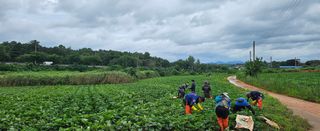 햇살처럼영농조합님의 🌿농부님의 제초법은? · 참여글 작성글 사진