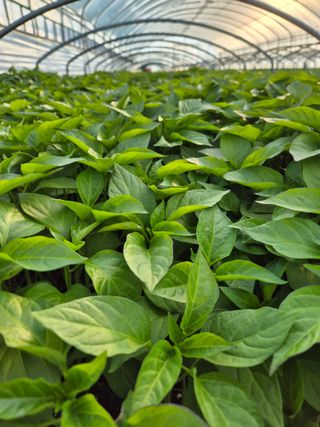 김영진(전남영광)님의 자유주제 · 자유게시판 작성글 사진