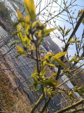 은혜농원(사과농사)님의 자유주제 · 자유게시판 작성글 사진