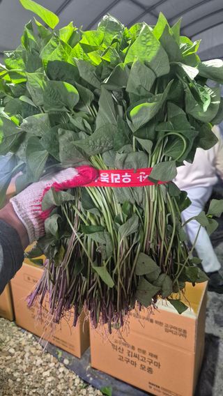 김동수님의 자유주제 · 자유게시판 작성글 사진