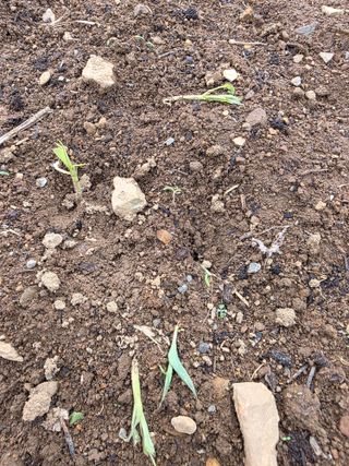 _고성농장님의 자유주제 · 자유게시판 작성글 사진