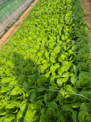 병풍취산채농원님의 자유주제 · 자유게시판 작성글 사진