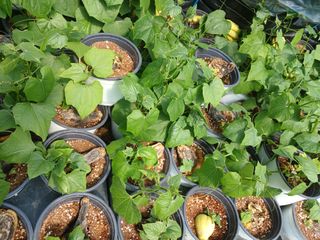 산성골농장님의 자유주제 · 자유게시판 작성글 사진