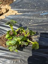 팜모닝 자유주제·자유게시판 게시글 이미지