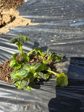 에덴농원님의 자유주제 · 자유게시판 작성글 사진