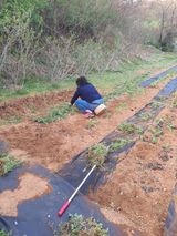 팜모닝 🌿농부님의 제초법은?·참여글 게시글 이미지