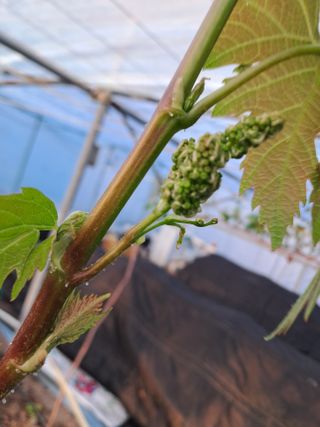 포도님의 포도 · 자유게시판 작성글 사진