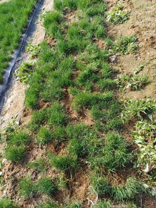 삼성농산님의 자유주제 · 자유게시판 작성글 사진