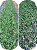 팜모닝 농사, 무엇이든 물어보세요!·참여글 게시글 이미지