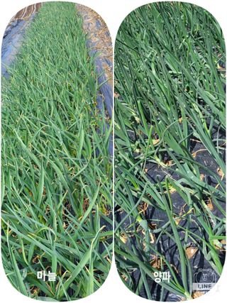 조용길님의 농사, 무엇이든 물어보세요! · 참여글 작성글 사진