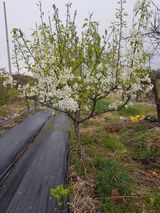 팜모닝 자유주제·자유게시판 게시글 이미지