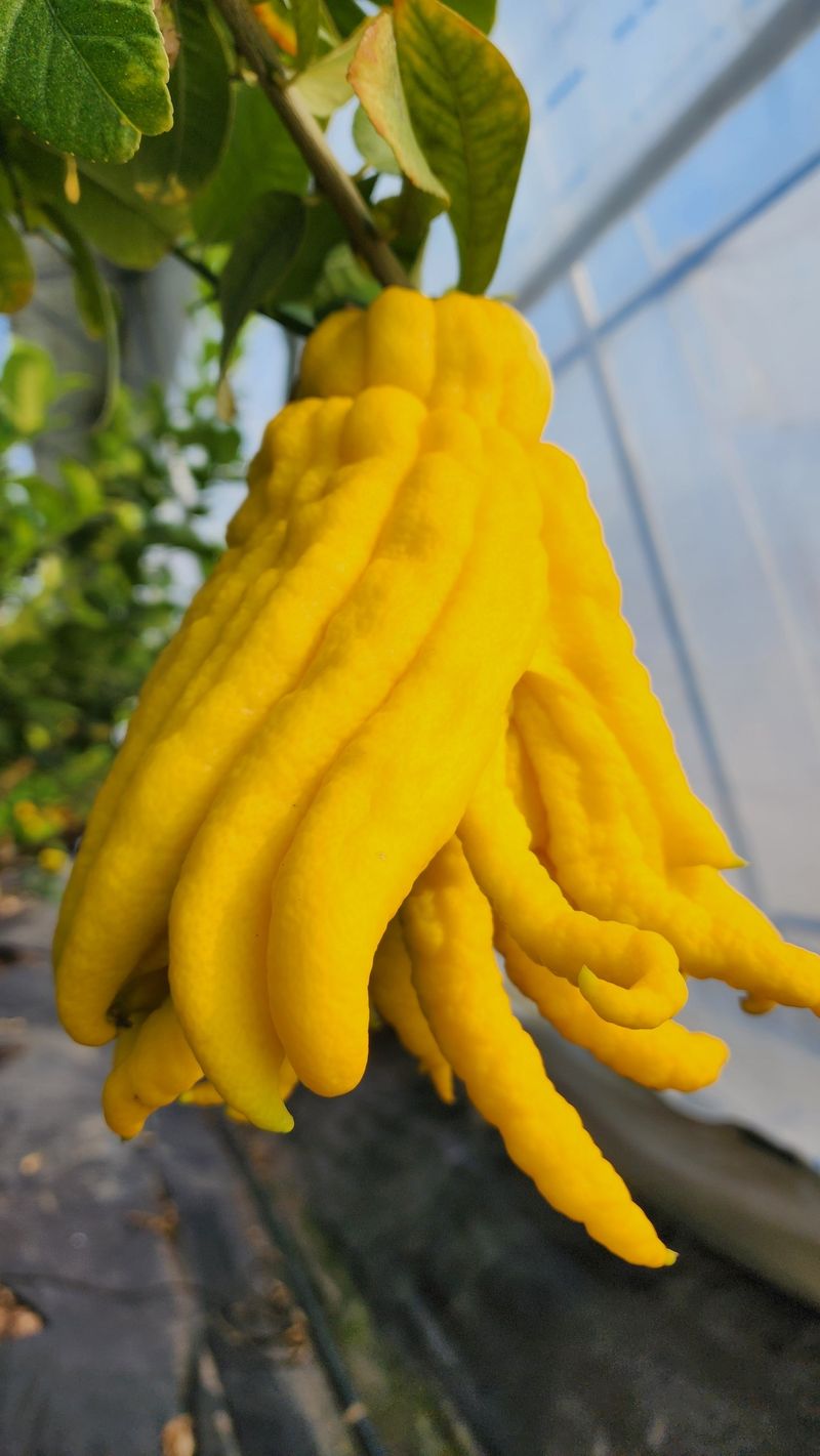 정미리님의 장터 판매 상품 [불수감 3년생 묘목 (발송가능)] 첨부 사진