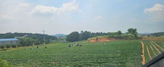 햇살처럼영농조합님의 🌿농부님의 제초법은? · 참여글 작성글 사진