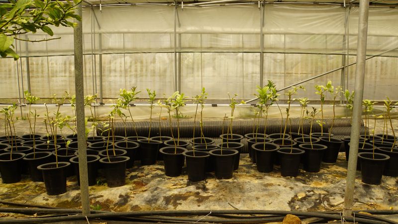 정미리님의 장터 판매 상품 [불수감 3년생 묘목 (발송가능)] 첨부 사진