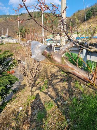 김용대님의 자유주제 · 자유게시판 작성글 사진