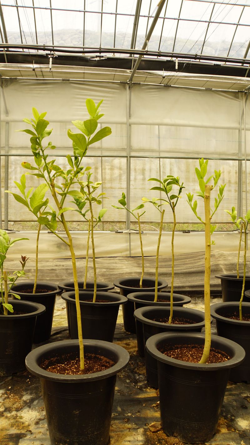 장터 상품 [불수감 3년생 묘목 (발송가능)] 썸네일