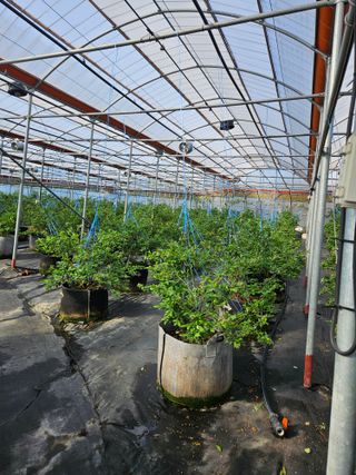 제주 지안이네농장님의 🌿농부님의 제초법은? · 참여글 작성글 사진