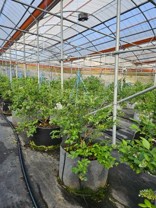 제주 지안이네농장님의 🌿농부님의 제초법은? · 참여글 작성글 사진