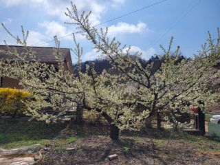 땅땅님의 자두 · 자유게시판 작성글 사진