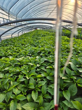 김영진(전남영광)님의 자유주제 · 자유게시판 작성글 사진