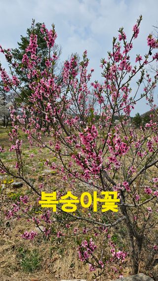 장철식님의 자유주제 · 자유게시판 작성글 사진