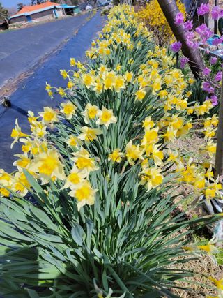 김종옥님의 자유주제 · 자유게시판 작성글 사진