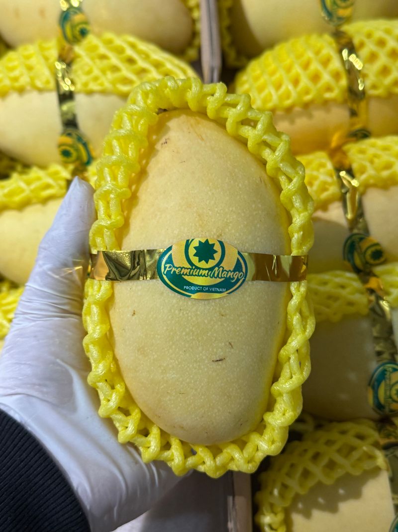 제주빅팜님의 장터 판매 상품 [너무 달고 맛있는 골드망고] 첨부 사진