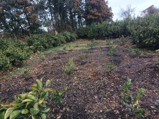 이영학 님의 🌿농부님의 제초법은? · 참여글 작성글 사진