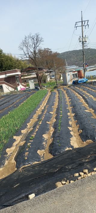 초보농사꾼보미촌님의 🌿농부님의 제초법은? · 참여글 작성글 사진