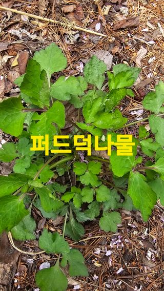 장철식님의 자유주제 · 자유게시판 작성글 사진