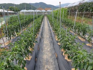 신득경님의 🌿농부님의 제초법은? · 참여글 작성글 사진