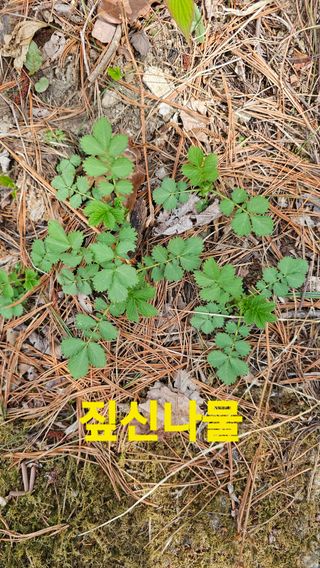 장철식님의 자유주제 · 자유게시판 작성글 사진