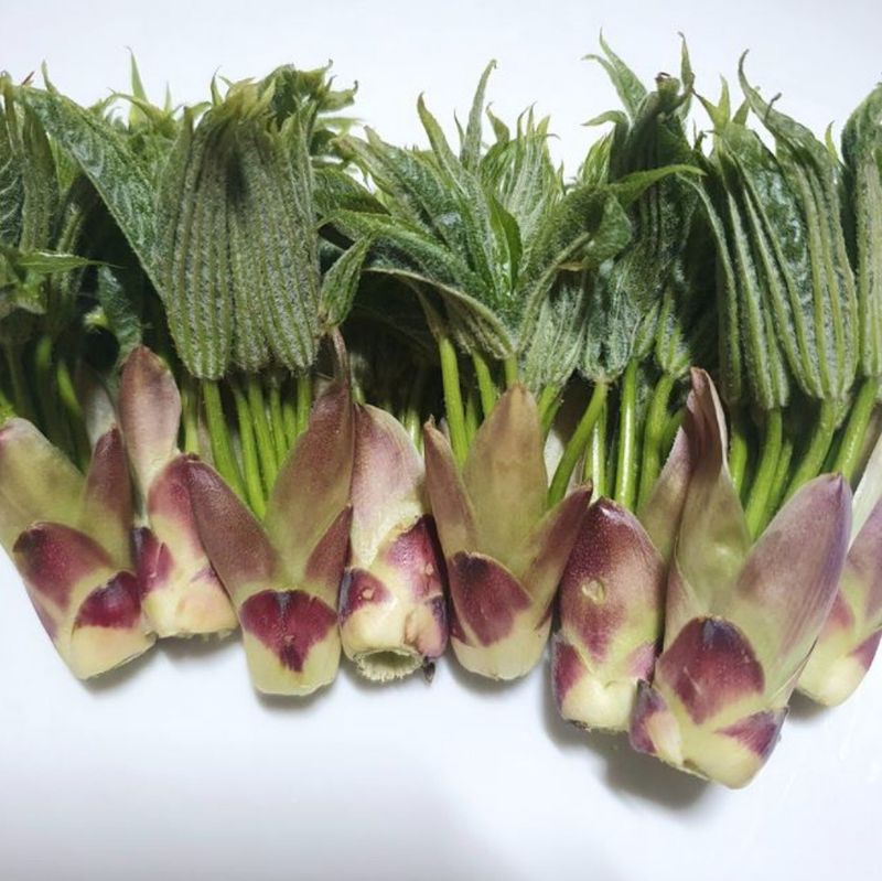 인생은 소풍처럼님의 장터 판매 상품 [ 두릅 엄나무순 옻순1kg선주문제] 첨부 사진