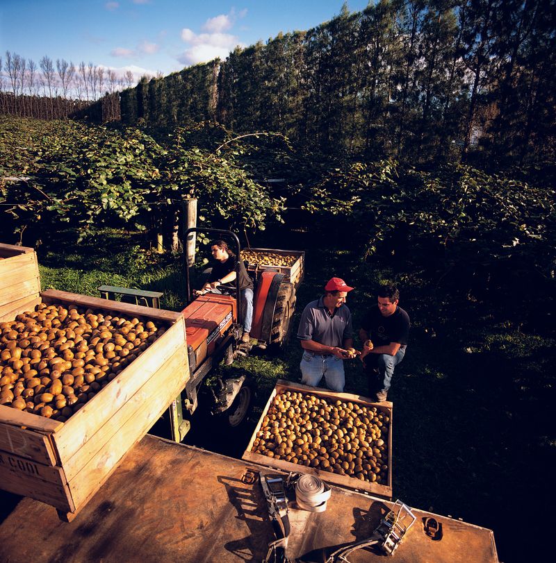 제주빅팜님의 장터 판매 상품 [제스프리 골드키위] 첨부 사진