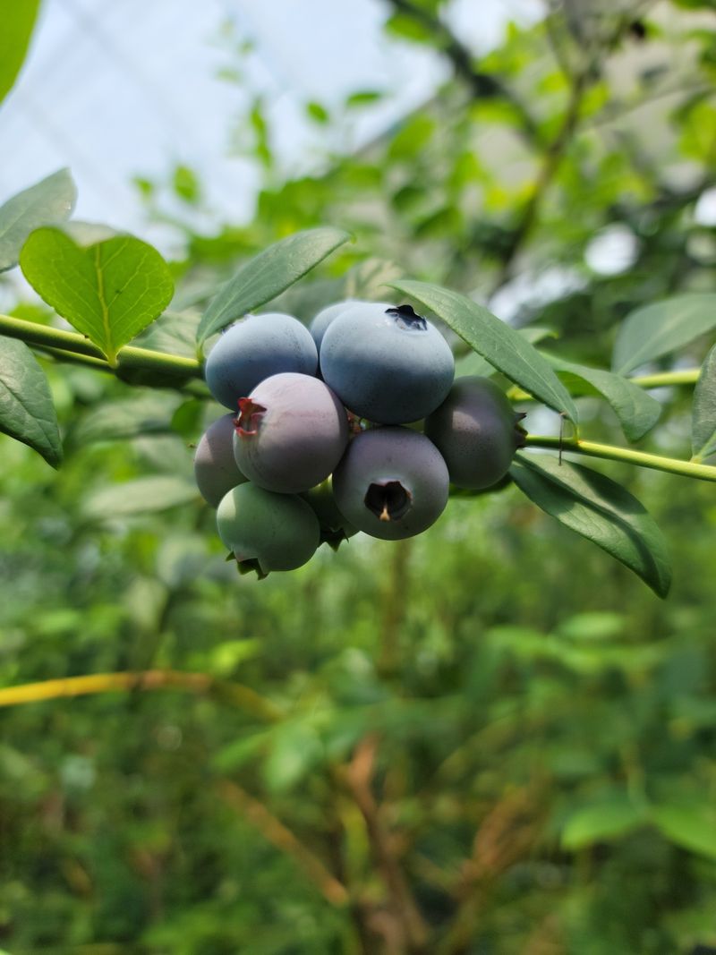 제주빅팜님의 장터 판매 상품 [[세계5대푸드]  제주산 무농약 블루베리] 첨부 사진