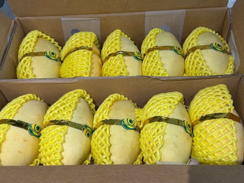 제주빅팜님의 장터 판매 상품 [너무 달고 맛있는 골드망고] 첨부 사진