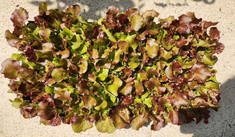 안산제일농약사님의 장터 판매 상품 [꽃상추모종 70개 1판] 첨부 사진