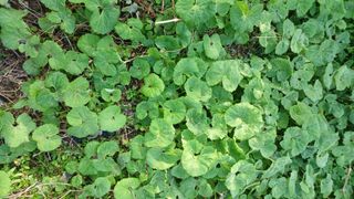 산골촌부님의 자유주제 · 자유게시판 작성글 사진